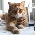 猫の老化を判定する５つの行動