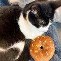 猫にドーナツのおもちゃをあげてみたら…数時間後→まさかの『尊すぎる…