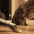 猫たちに『動く魚のおもちゃ』をあげた結果…様々な反応を見せる『微笑まし…