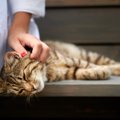 猫が『難聴』になる5つの原因　聞こえていないサインやなりやすい猫、飼育…