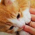 『やっぱりこれがなきゃ！』寝る前に飼い主さんの指に吸い付く猫ちゃ…