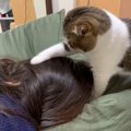 ママ起きて～！！頭を激しくホリホリする猫さん