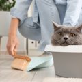 猫と人に関わる『トキソプラズマ』の知識4つ　寄生されるとどうなる？…
