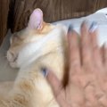 名前を呼んでも、体をゆすっても『全然起きなかった猫』が次の瞬間…267万…