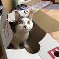 猫が我慢できずに思わずやってしまうこと５つ