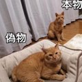 脱走した猫を連れて帰ったはずが…まさかの『そっくりさん』だった展開…