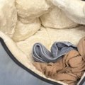11歳の猫のために『極暖ベッド』を用意した結果→すぐ横を見ると……まさかの…