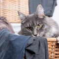 猫毛が服につくのを防ぐ『洗濯のアイデア』6選　あると便利なグッズも…