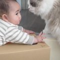 猫が赤ちゃんに『イタズラの英才教育』したら…行動を共にする光景が微…