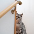 愛猫がこっそりあなたのことを『覗き見』している理由4選　気付いたと…