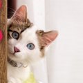 猫が飼い主に強く『依存』してしまっている時の仕草や行動4つ