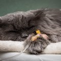 猫がかかりやすい代表的な『がん』6選　表れる症状や早期発見のポイントも…