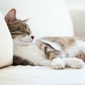 猫が『死んだふり』のように動かなくなる理由5つ　考えられる心理や対処法…