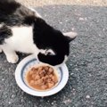 ゴミ置き場で暮らす子猫が出会ったのは…海を越える深い絆で幸せに♡