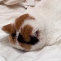 大嫌いな『動物病院に連れていかれた猫』が…まさかの行動が可愛すぎる…