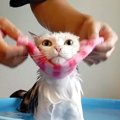 自ら湯船へ！猫さん湯めぐりの旅