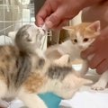 ミルクを飲む４匹の赤ちゃん猫→お腹がいっぱいになると…あまりにも『…