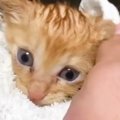 豪雨の日に保護された『小さな子猫』…立派に成長した『６年後の光景』…