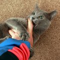 猫が飼い主に攻撃してきた時にしてはいけないNG行為５選