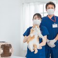 猫の『肛門トラブル』3つ！飼い主が気付くべきサインとは