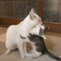 子猫が大好きなおにいちゃんのもとに走っていくと…尊すぎるやり取りの…