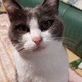 飼い主の帰宅時間がわかる？猫の不思議な『予知能力』3選