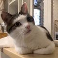 くつろいでいた猫→『大好きな娘』が下りてくると…思わず声がでる光景に2万…