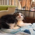 母猫に置いていかれ『うずくまっていた子猫』が保護されたら…数日後の…