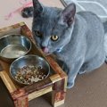 猫のカリカリフードを湿気から守る方法３つ