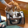 猫を守るために必要な『嫌がられやすい行動』4選　欠かせない理由やス…