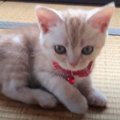 ぶかぶかなところもキュン♡初めて首輪をつけた子猫ちゃん！