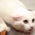 危険信号？猫が耳をふせているときの心理６つ