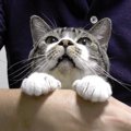 宿敵ハーネス登場！たくさん撫でて猫ちゃんのご機嫌をとる