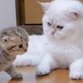 よちよち歩きの赤ちゃん猫をパパ猫のもとに連れて行ったら…『1991万再生突…