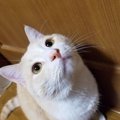 猫が飼い主に喋りかけてくる時の心理4選