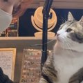 仕事中の飼い主さんに構ってほしい猫…悶絶する人続出の『可愛すぎるアピー…