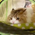 東南アジアのタイで暮らす猫ちゃん。飼い主さんとパタヤ旅行へ！　目…