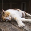 あれ？急に動かなくなった！猫が『死んだふり』をする心理５つ