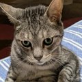 猫らしからぬ姿勢で座っていたネコ→『左前足』を見てみると…今にも何…