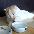 その姿勢で水を飲むの？だらだらする猫さん！