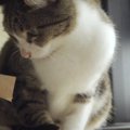 ガムテープを発見した猫ちゃんたちの反応とは？