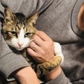 猫が『片思い』しているのはどんな人？