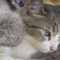 シェアお断り？猫ちゃんのマイオモチャ