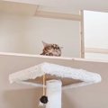 猫がキャットウォークで遊ぶところを撮っていたら…『思わぬハプニング…