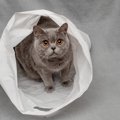 猫が『ビニール袋』を噛む・舐める心理5つ！やめさせるための対策まで