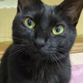 猫に『おやつ食べる？』と聞いてみた結果…明らかに変化する表情が可愛…