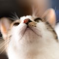猫の鼻に『黒いほくろ・シミ』ができたときの原因5選　要注意なケース…