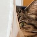 まったりしている猫の『ほっぺ』を見てみたら…思わず触りたくなる『まさか…