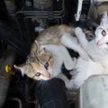 車に乗る前に欠かせない『猫バンバン』とは？猫たちの命を守るために…