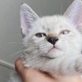 飼い主さんに抱っこされる小さな子猫→『成長後の様子』を見てみると…赤ち…